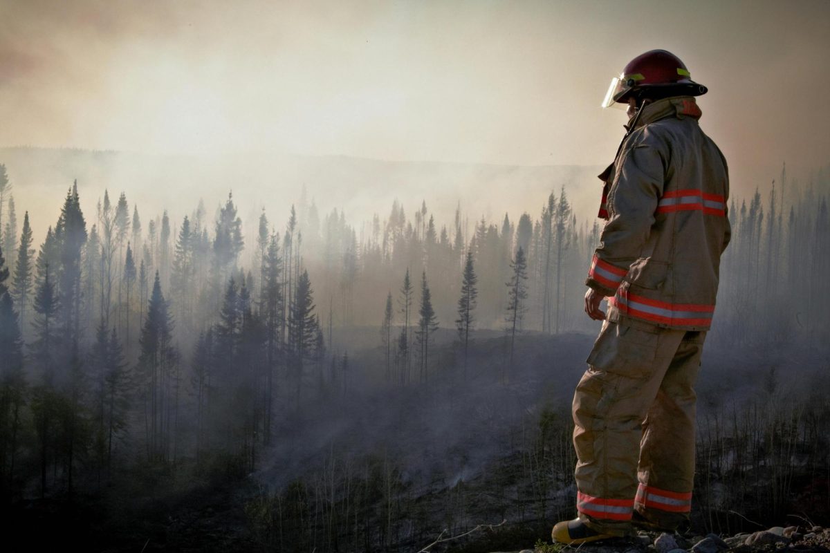Wildfires: Can They Benefit The Environment?