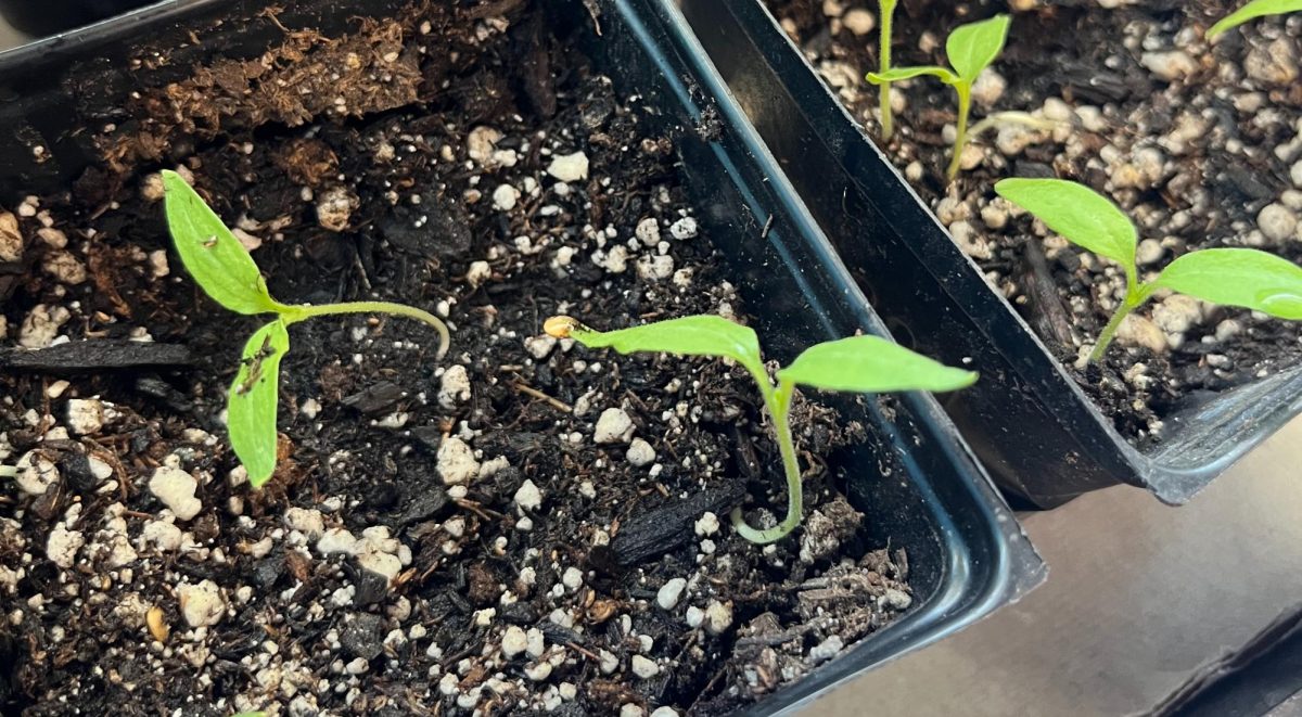 Gardening Club has fresh sprouts growing in its planter boxes, maturing them as much as possible before the colder seasons.