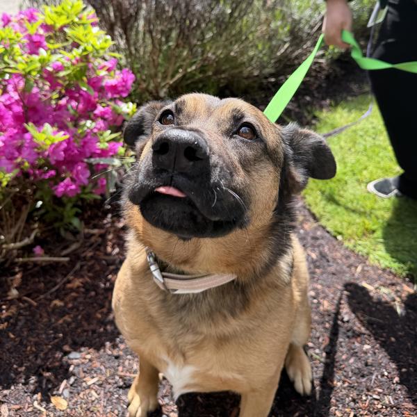 Daisy, a 2-year-old German Shepherd mix, is in foster at the OHS Portland Campus. She loves playing and getting lots of attention.